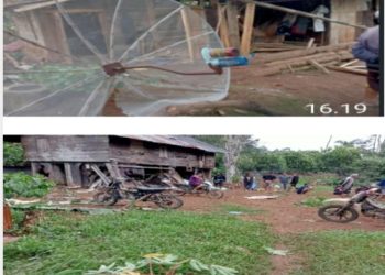 Tragedi Memilukan Tewasnya warga Tanggamus Di Amuk Kawanan Gajah