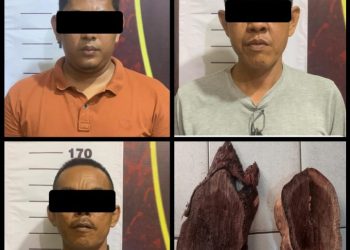 Tebang dan Curi Kayu Akasia, 3 Pria Ini Diamankan Oleh Tekab 308 Presisi Polres Metro