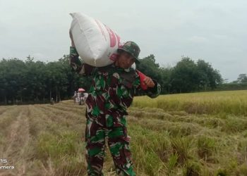 Babinsa Kuat Petani Hebat, Panen Tahap 2.