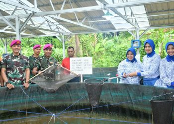 PANEN DI “MARINES 7 RANCH” KETAHANAN PANGAN YONIF 7 MARINIR