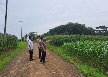 Wujudkan Swasembada Pangan, Desa Gilih Suka Negeri Akan Gelar Panen Raya Jagung