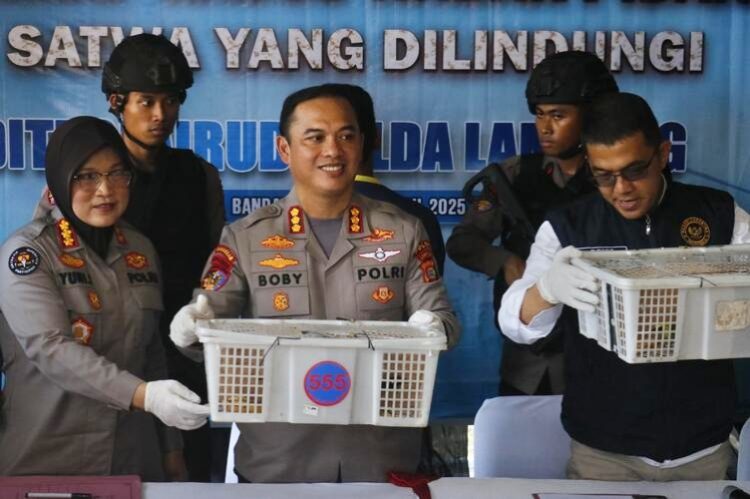 Ratusan Burung Ilegal Gagal Diselundupkan, Truk Diamankan di Pelabuhan Bakauheni