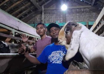 Ladang Berkah di Kandang Kambing, Peternak Metro Utara Raup Rezeki Kurban