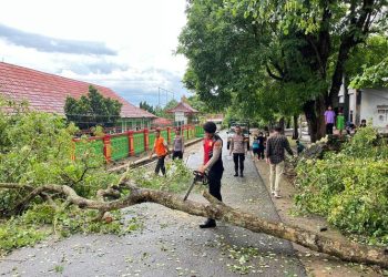 Gerak cepat, Pamapta Polres Lampung Utara Evakuasi Pohon Tumbang di Jalan Stadion Sukung