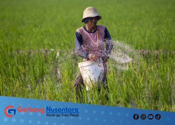 Pupuk Subsidi yang Tak Sampai ke Sawah