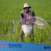 Pupuk Subsidi yang Tak Sampai ke Sawah
